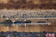 命盘自测歙县完成安徽首个县域生物多样性调查 共记录物种近4千种